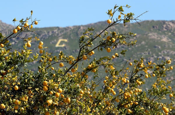 Box Springs Mountain "C" (c) UCR / Stan Lim