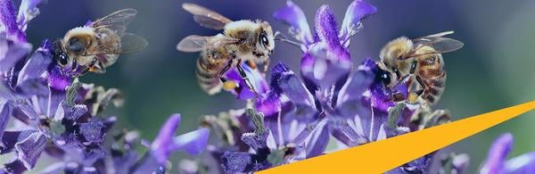 3 bees on purple flowers