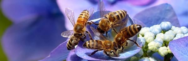 Bees on purple flower