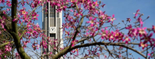 A History of CNAS Deans - UCR Bell Tower Surrounded by Pink Blooms