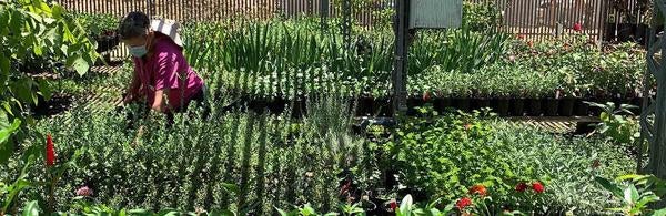 Botanic Gardens online Plant Sale