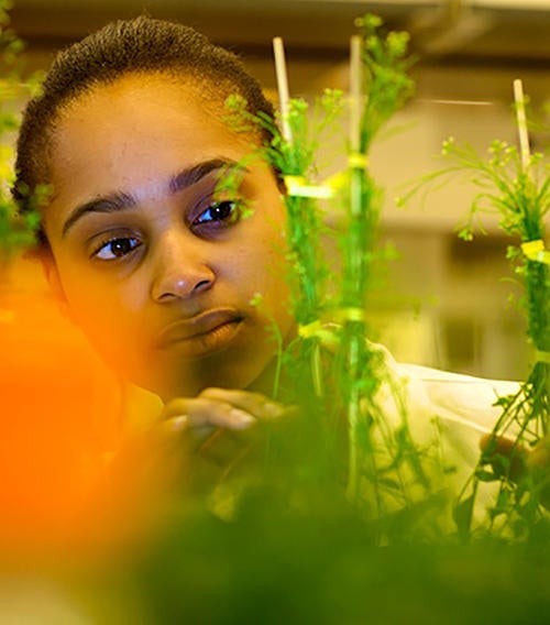 (c) UCR CNAS student observing plant samples