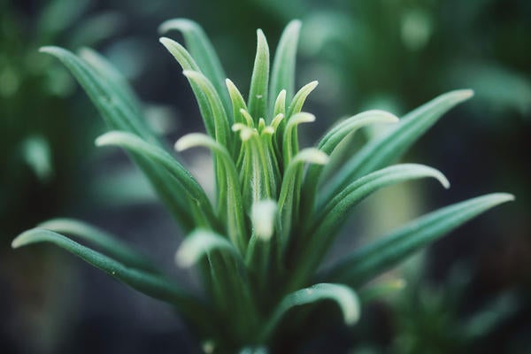 Herbarium collection specimen (c) Kristine Tanne 1549498 unsplash