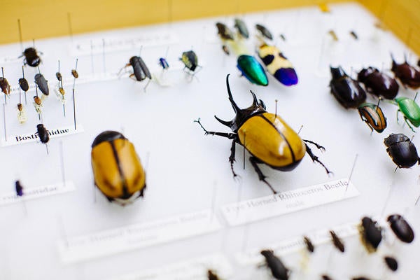 Entomology insect collection (c) UCR