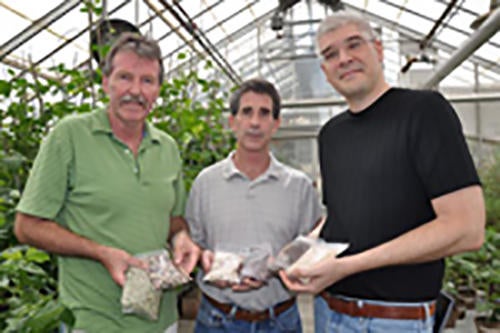 holding cowpea plants in greenhouse (c) UCR