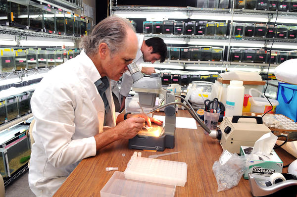 (c) UCR - Professor Davi Reznick looking through a microscope in a biology lab