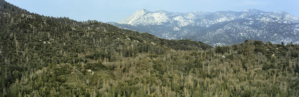 (c) UCR - James Reserve with snowy mountains in the background