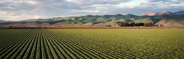 California Agriculture - Credit Tim Mossholder / Unsplash