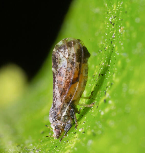 Citrus Psyllid