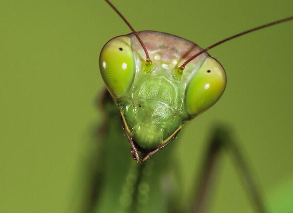 head of a praying mantis