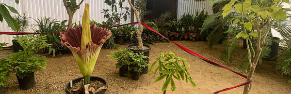 Corpse Plant Bloomed