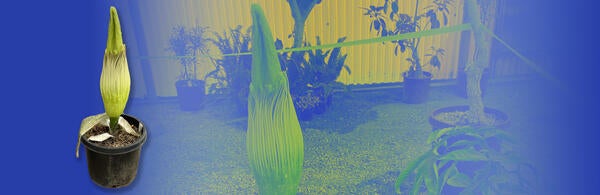 Corpse Plant at UC Riverside Botanic Gardens