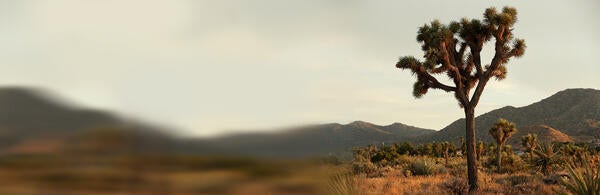 Joshua Tree in the Mojave Desert of California