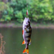 fish_on_hook_180