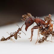 globalinvasionants.jpg