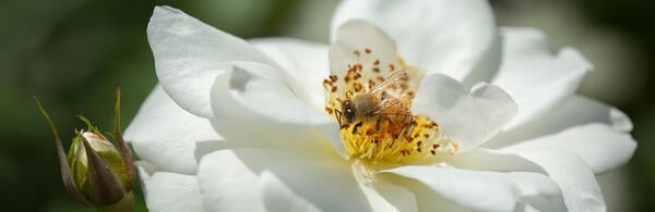 Honey Bee on White Flower