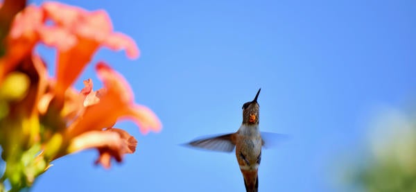 hummingbird