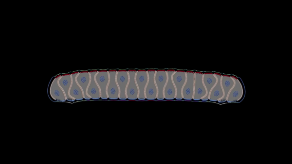 mathematical modeling of tissue curvature