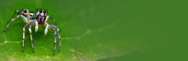 jumpy spider on a leaf (c) David Close unsplash