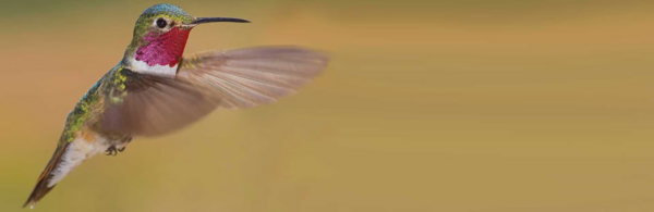 Hummingbird in flight