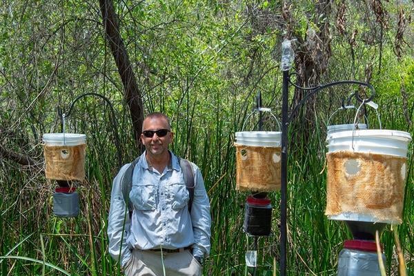 Dr. Mark Hoddle with palm weevil traps