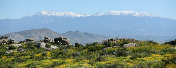 UC Riverside's Motte Rimrock Reserve