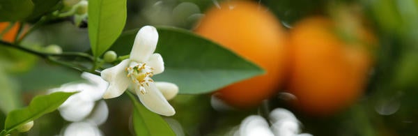 close up of an orange blossom in an orange tree