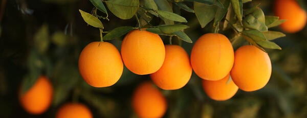 Oranges at UC Riverside Agricultural Operations