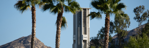 Palm-trees-bell-tower