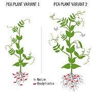 peaplant