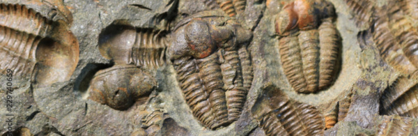 Fossil Bed