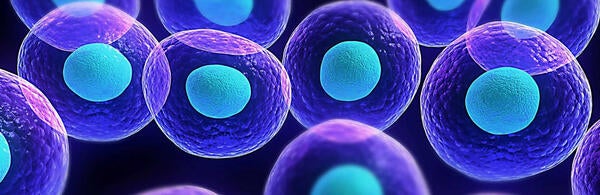 Undergraduate Majors Cell, Molecular, and Developmental Biology Cell Formation