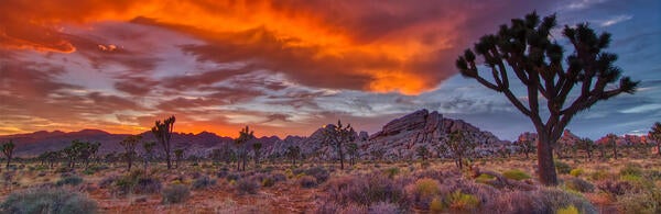 Undergraduate Majors Biology in Joshua Tree