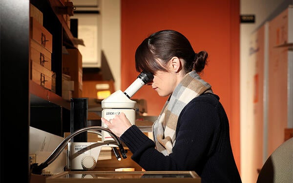 Undergraduate Majors Entomology Museum Student at Microscope