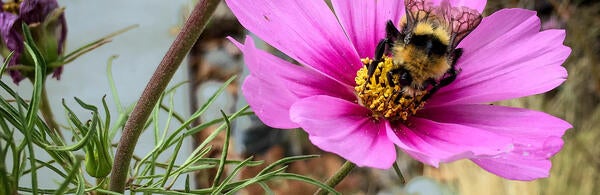 Undergraduate Majors Entomology bumblebee