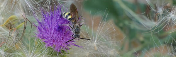 Undergraduate Majors Entomology Hairy Footed Scoliid Wasp