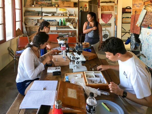 Undergraduate Majors Entomology Students Working on Location