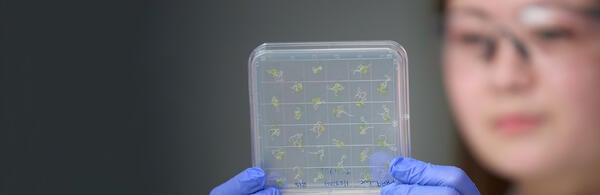 Scientist in lab holding specimens.