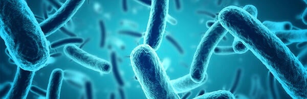 Undergraduate Majors Microbiology Under Microscope