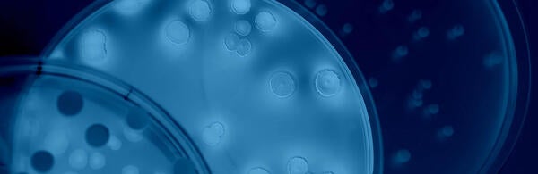 Undergraduate Majors Microbiology Under Microscope Magnified