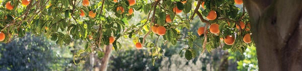 Undergraduate Majors Plant Biology - Oranges