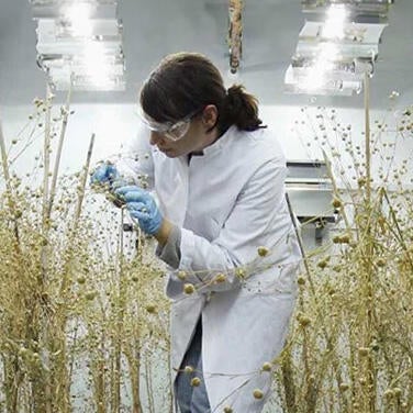 Undergraduate Majors Plant Biology - Student Treating Plant in Lab