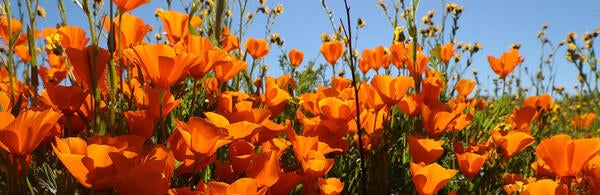 Undergraduate Majors Plant Biology - California Poppies