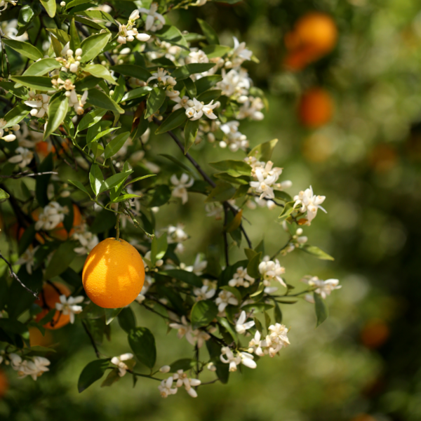 UC Riverside orange grove