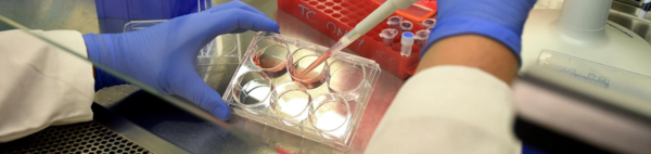 Gloved hands doing pipet work in biochemistry lab