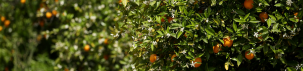 Citrus tree in bloom