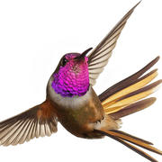 2_11_hummingbird.jpg