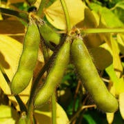 3_5_soybeans.jpg