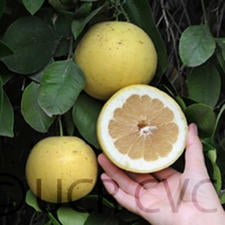 Oroblanco citrus