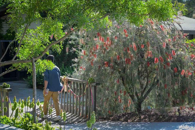 UCR Botanic Gardens has new features to discover. (UCR/Carrie Rosema)